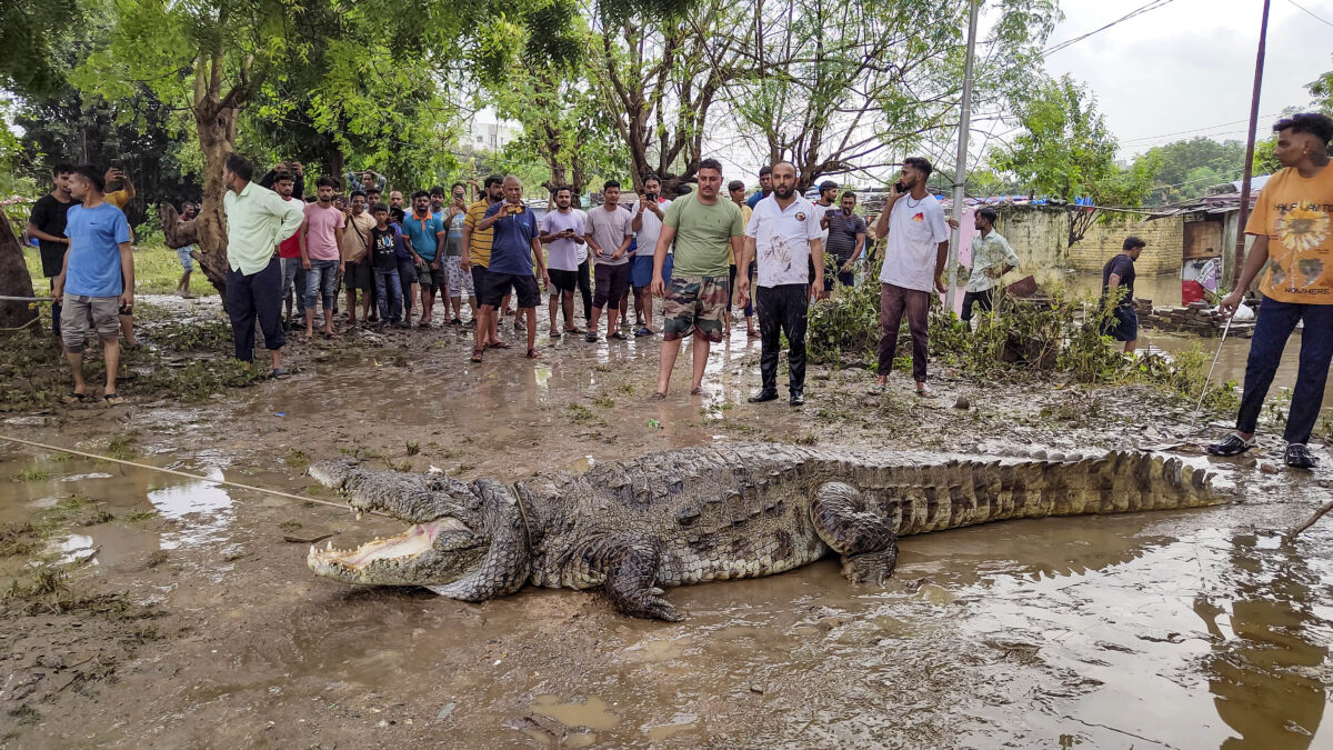 गुजरात के वडोदरा में बाढ़ के बीच मगरमच्छ के हमले से 30 वर्षीय व्यक्ति की मौत